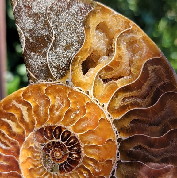 NEW 4.75" x 5.75" MADAGASCAR AGATIZED AMMONITE FOSSIL - Picture 7 of 16